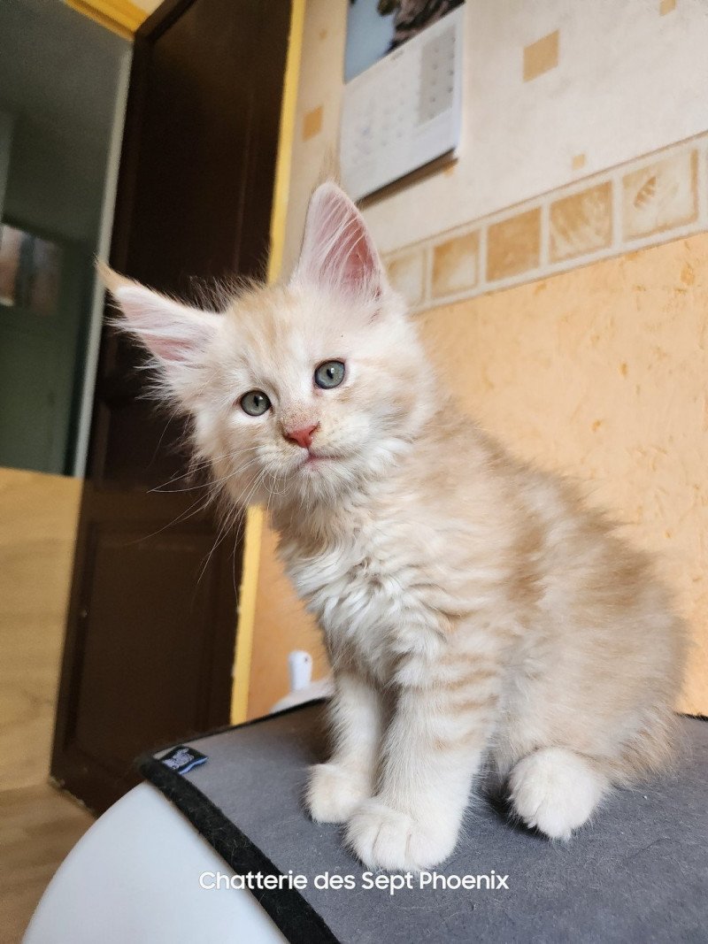 Zéphyr Des Sept Phoenix Mâle Maine coon