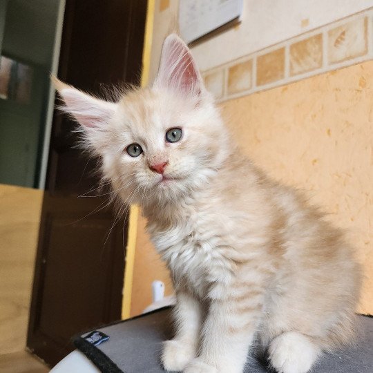 Zéphyr Des Sept Phoenix Mâle Maine coon