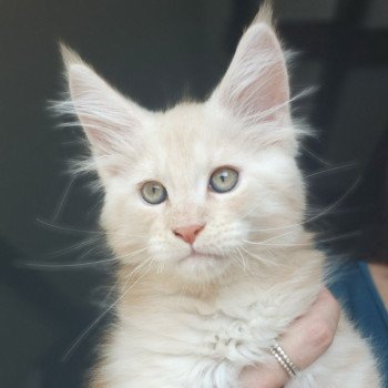 chaton Maine coon cream silver mackerel tabby Zéphyr Chatterie des Sept Phoenix